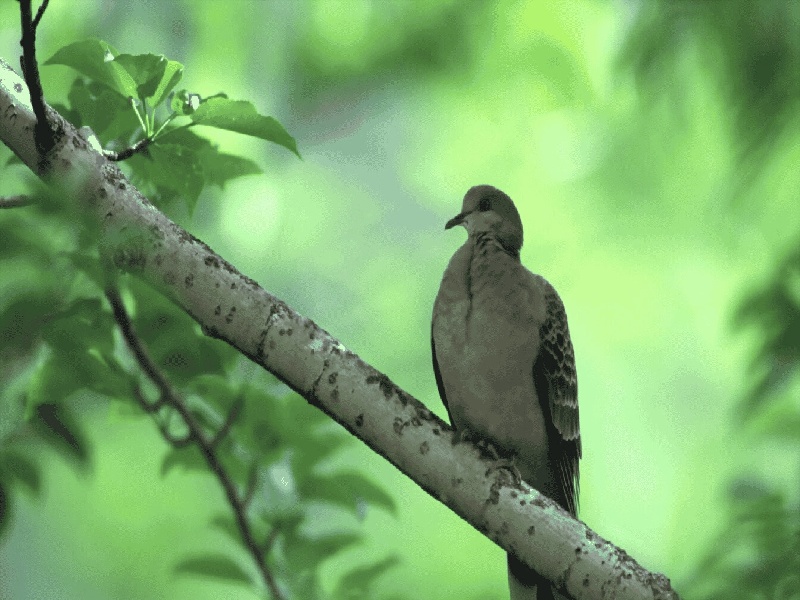 天津试管婴儿灯谜（要闭经能做试管）