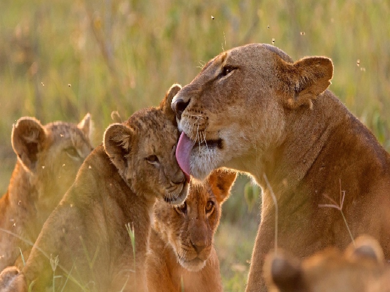喝试管彩色水（试管移植后人肿）